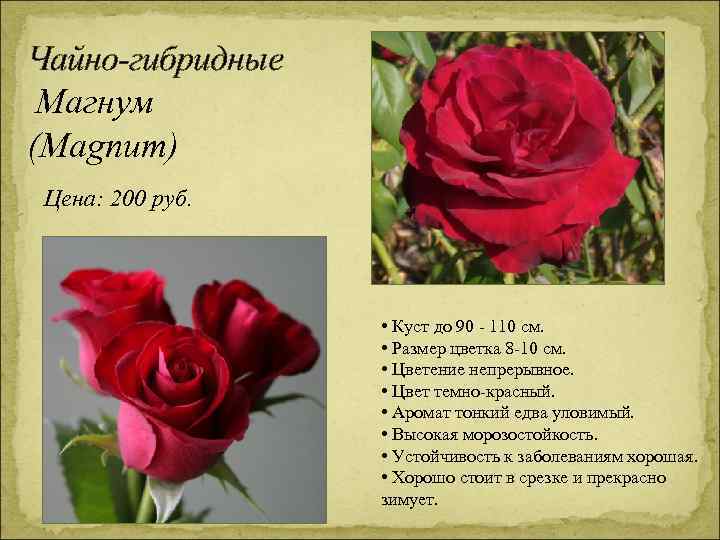 Чайно-гибридные Магнум (Magnum) Цена: 200 руб. • Куст до 90 - 110 см. •