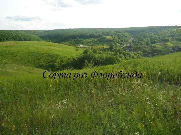 Сорта роз Флорибунда 