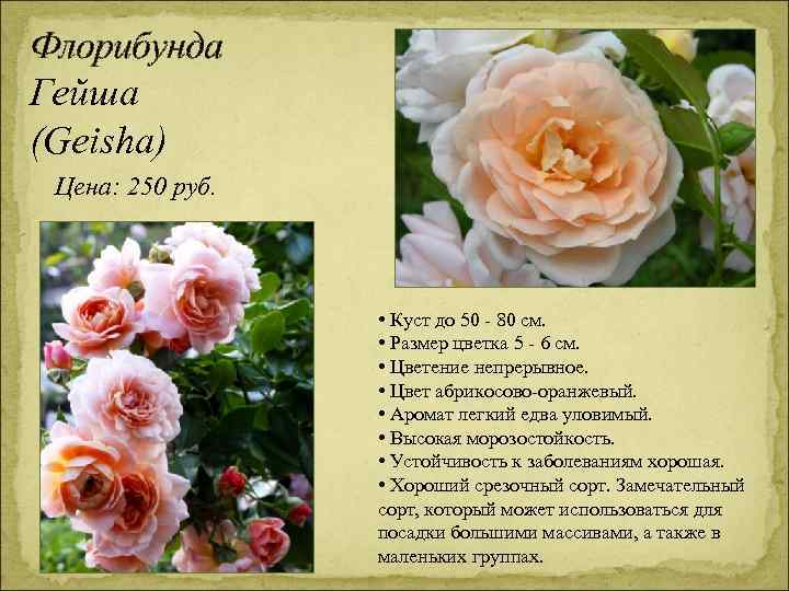 Флорибунда Гейша (Geisha) Цена: 250 руб. • Куст до 50 - 80 см. •