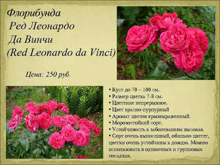 Флорибунда Ред Леонардо Да Винчи (Red Leonardo da Vinci) Цена: 250 руб. • Куст