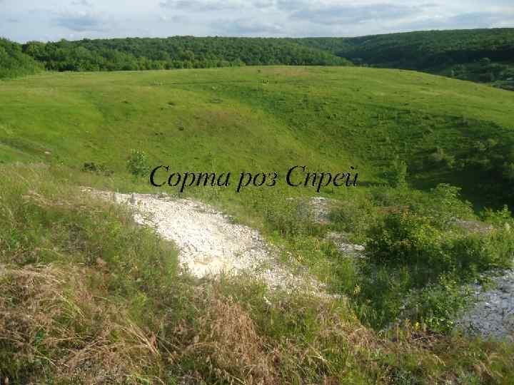 Сорта роз Спрей 