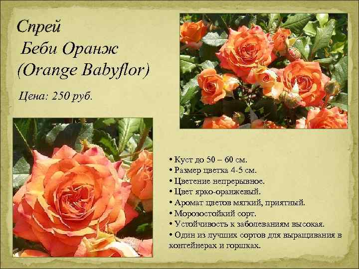 Спрей Беби Оранж (Orange Babyflor) Цена: 250 руб. • Куст до 50 – 60