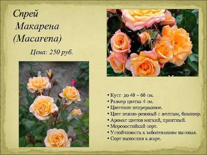 Спрей Макарена (Macarena) Цена: 250 руб. • Куст до 40 – 60 см. •