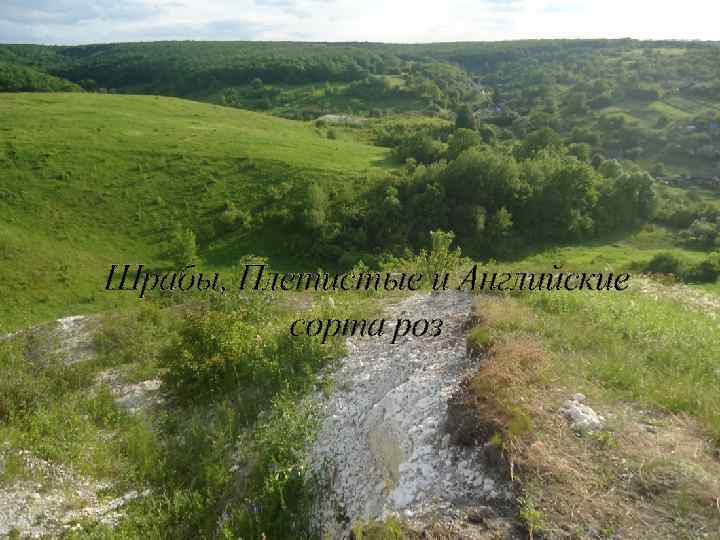 Шрабы, Плетистые и Английские сорта роз 