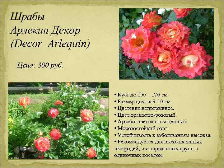 Шрабы Арлекин Декор (Decor Arlequin) Цена: 300 руб. • Куст до 150 – 170