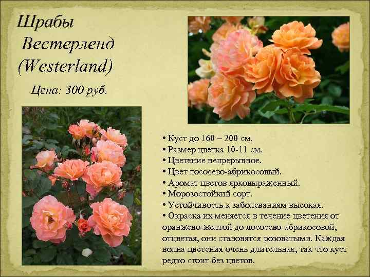 Шрабы Вестерленд (Westerland) Цена: 300 руб. • Куст до 160 – 200 см. •