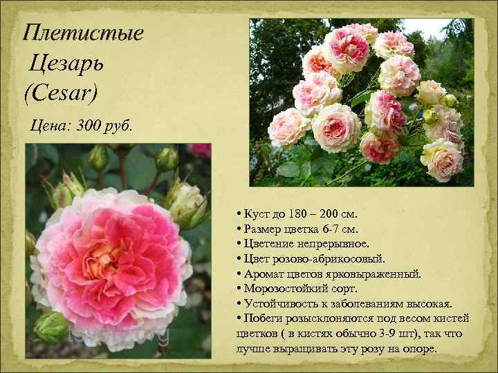 Плетистые Цезарь (Cesar) Цена: 300 руб. • Куст до 180 – 200 см. •