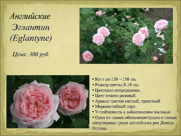 Английские Эглантин (Eglantyne) Цена: 300 руб. • Куст до 120 – 150 см. •