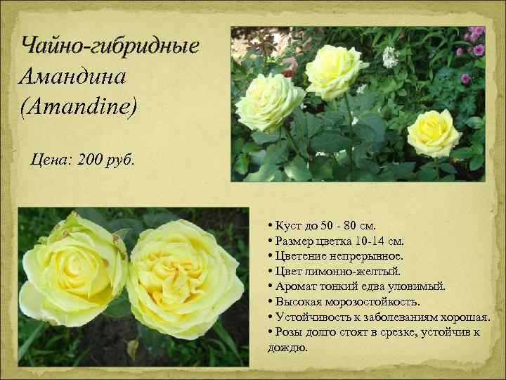Чайно-гибридные Амандина (Amandine) Цена: 200 руб. • Куст до 50 - 80 см. •