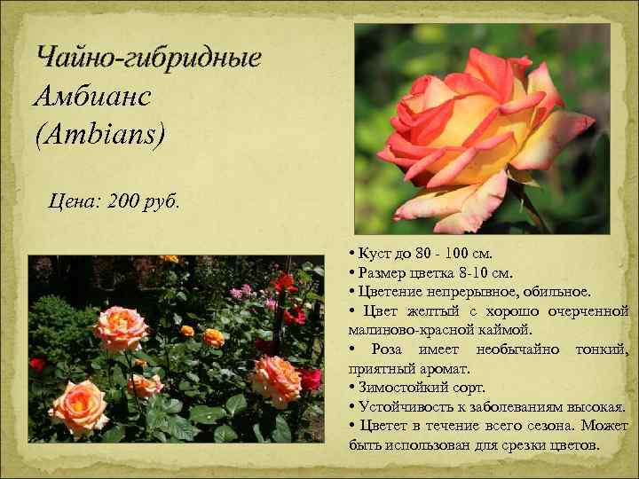 Чайно-гибридные Амбианс (Ambians) Цена: 200 руб. • Куст до 80 - 100 см. •