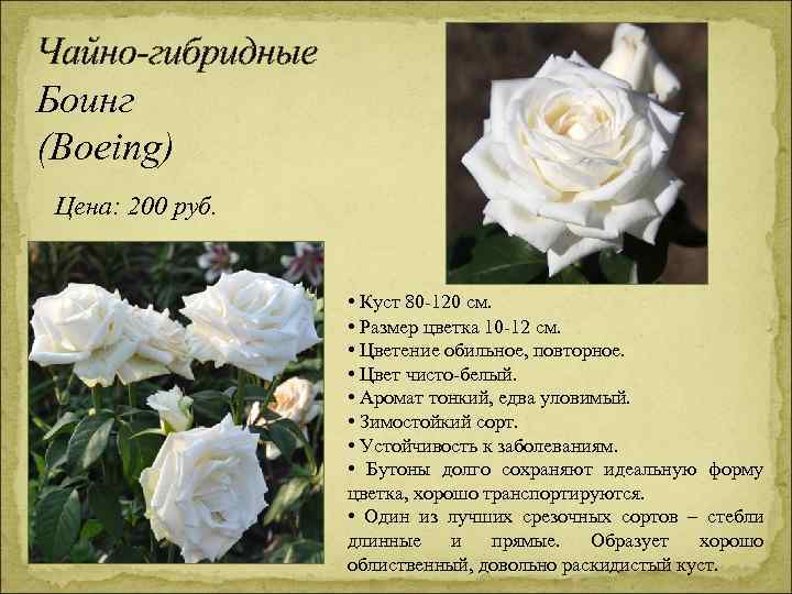 Чайно-гибридные Боинг (Boeing) Цена: 200 руб. • Куст 80 -120 см. • Размер цветка