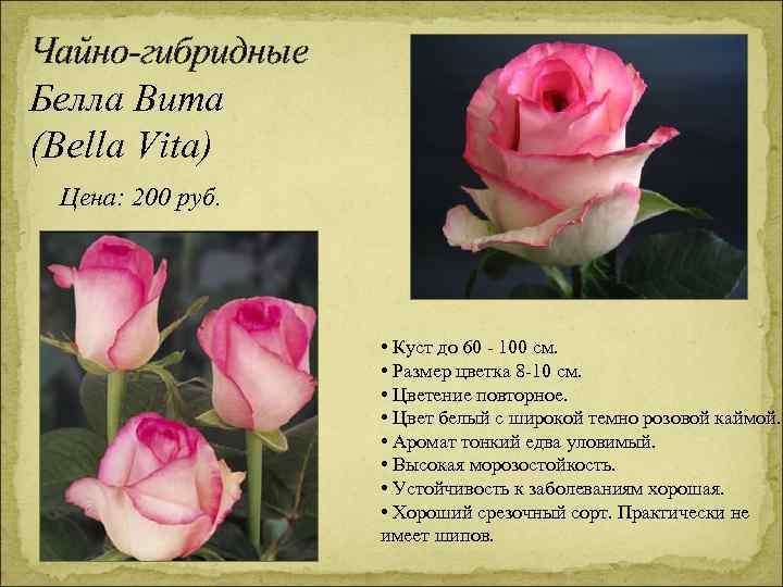 Чайно-гибридные Белла Вита (Bella Vita) Цена: 200 руб. • Куст до 60 - 100