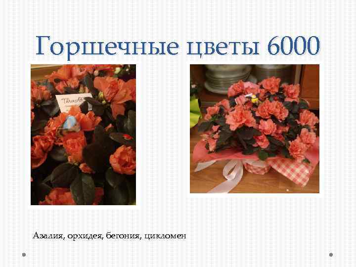 Горшечные цветы 6000 Азалия, орхидея, бегония, цикломен 