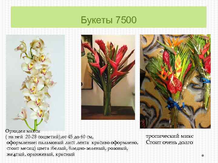 Букеты 7500 Орхидея макси ( на ней 20 -28 соцветий), от 45 до 60