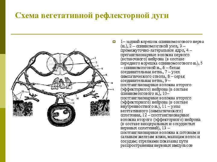 Схема вегетативной рефлекторной дуги p 1– задний корешок спинномозгового нерва (н. ), 2 –