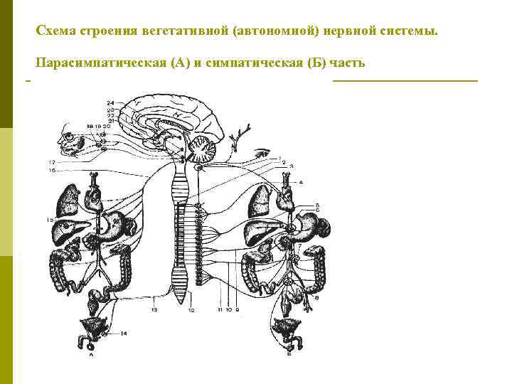 Схема строения вегетативной (автономной) нервной системы. Парасимпатическая (А) и симпатическая (Б) часть 