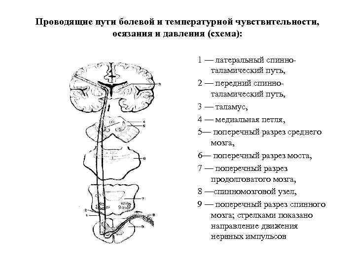 Проводящие пути болевой и температурной чувствительности, осязания и давления (схема): 1 — латеральный спинноталамический