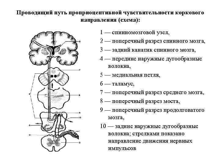 Проводящий путь проприоцептивной чувствительности коркового направления (схема): 1 — спинномозговой узел, 2 — поперечный