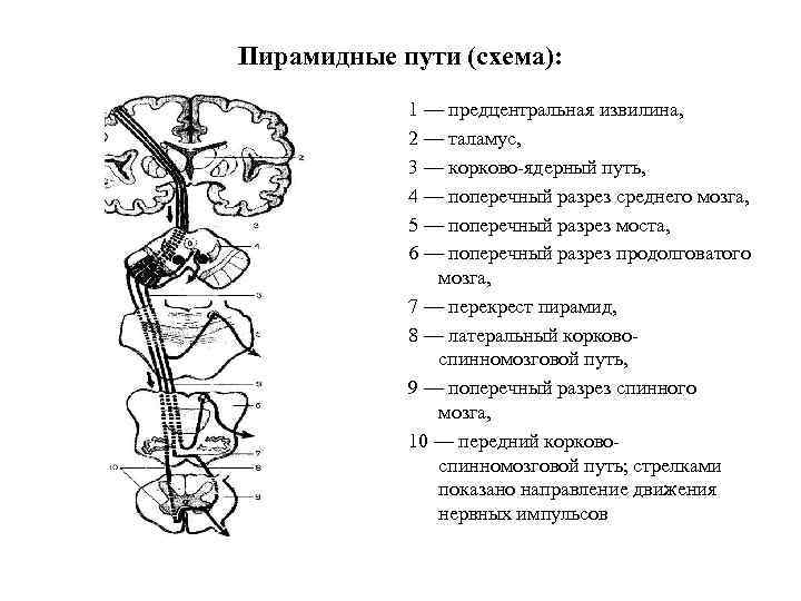 Пирамидные пути (схема): 1 — предцентральная извилина, 2 — таламус, 3 — корково-ядерный путь,