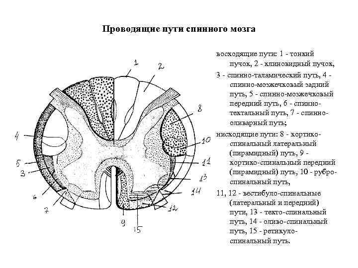 Проводящие пути спинного мозга восходящие пути: 1 - тонкий пучок, 2 - клиновидный пучок,