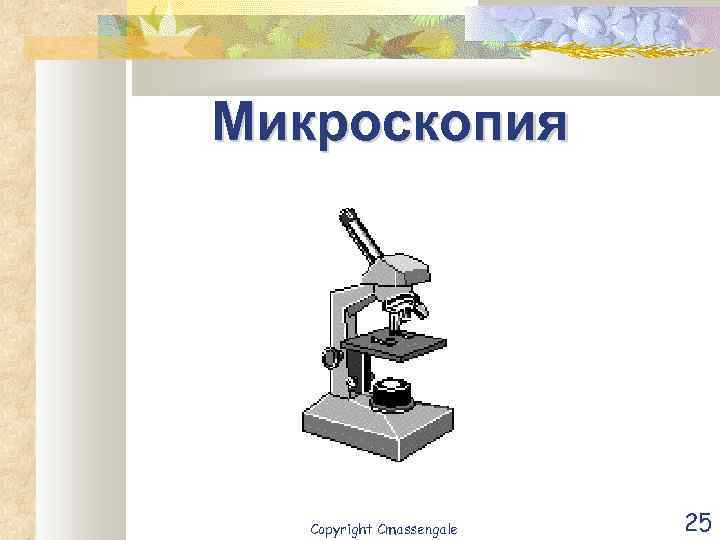 Микроскопия Copyright Cmassengale 25 
