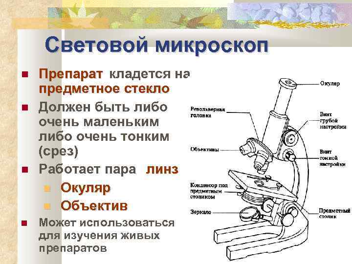Световой микроскоп Препарат кладется на предметное стекло Должен быть либо очень маленьким либо очень