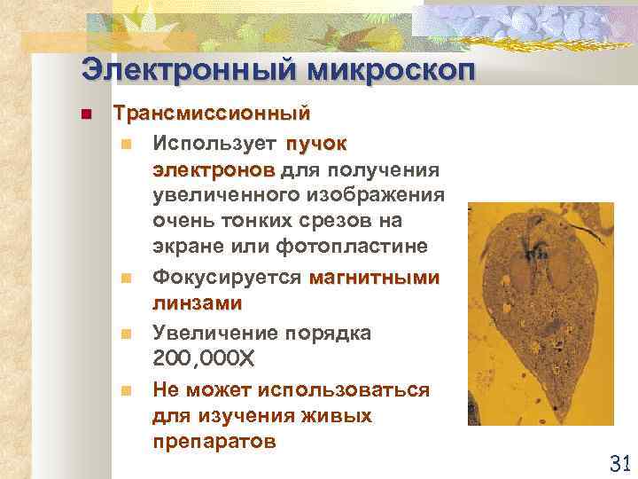 Электронный микроскоп Трансмиссионный Использует пучок электронов для получения увеличенного изображения очень тонких срезов на