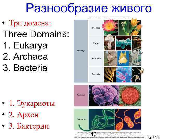 Разнообразие живого • Три домена: Three Domains: 1. Eukarya 2. Archaea 3. Bacteria •
