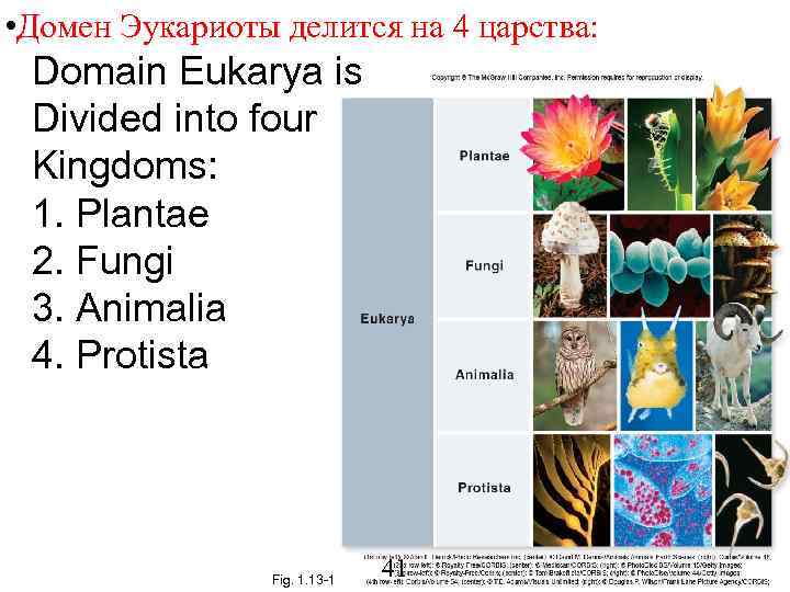  • Домен Эукариоты делится на 4 царства: Domain Eukarya is Divided into four