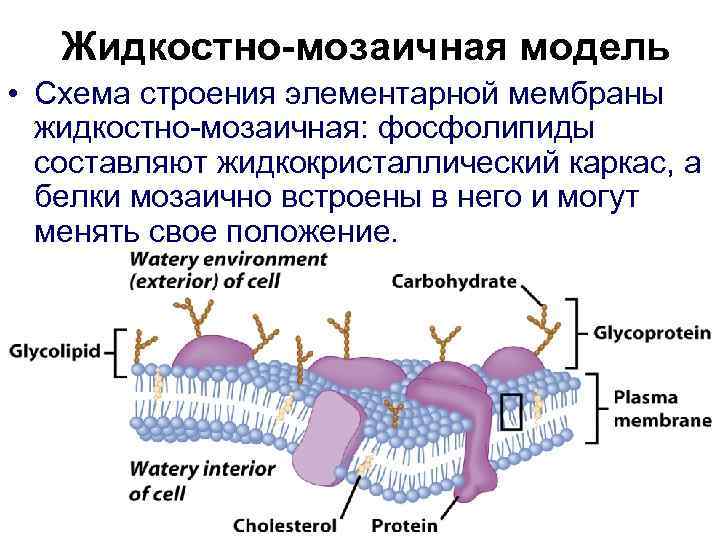 Жидкостно-мозаичная модель • Схема строения элементарной мембраны жидкостно-мозаичная: фосфолипиды составляют жидкокристаллический каркас, а белки