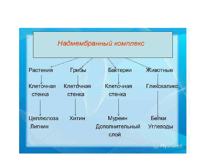 Надмембранный комплекс 