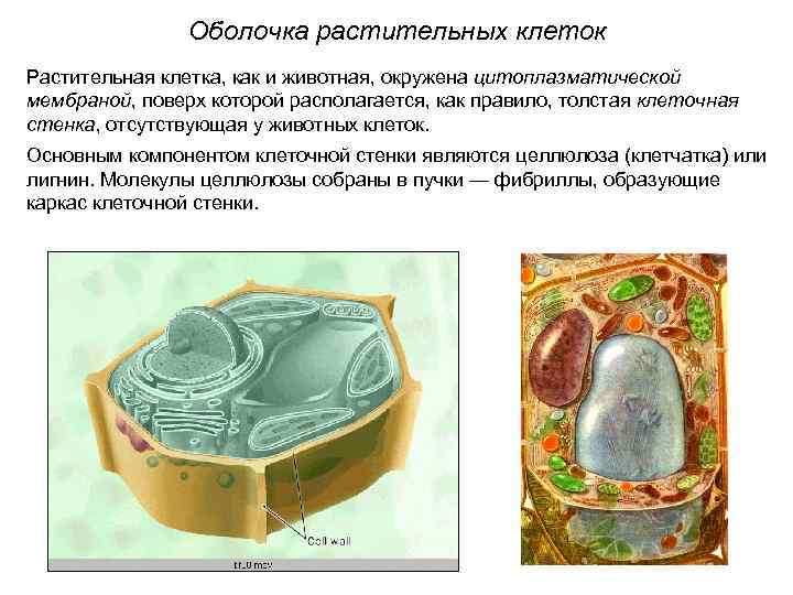 Оболочка растительных клеток Растительная клетка, как и животная, окружена цитоплазматической мембраной, поверх которой располагается,