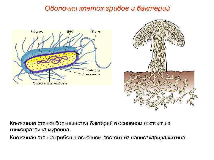 Оболочки клеток грибов и бактерий Клеточная стенка большинства бактерий в основном состоит из гликопротеина