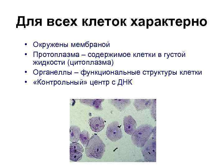 Для всех клеток характерно • Окружены мембраной • Протоплазма – содержимое клетки в густой