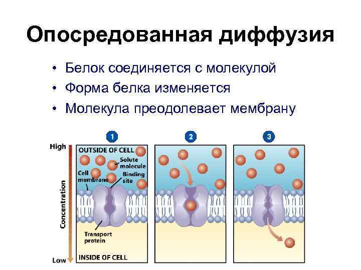 Опосредованная диффузия • Белок соединяется с молекулой • Форма белка изменяется • Молекула преодолевает