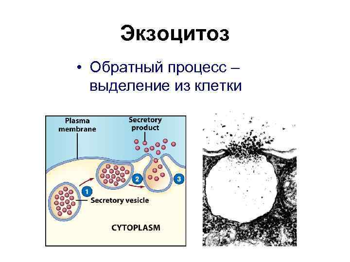 Экзоцитоз • Обратный процесс – выделение из клетки 