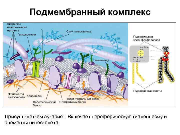 Подмембранный комплекс Присущ клеткам эукариот. Включает переферическую гиалоплазму и элементы цитоскелета. 