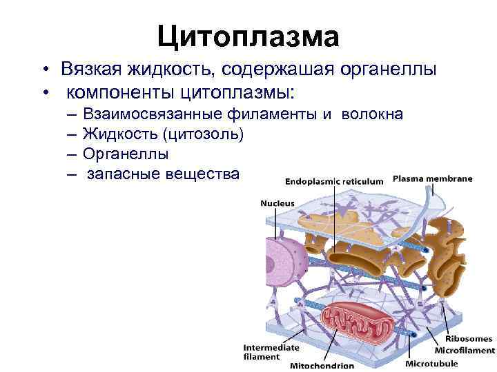 Цитоплазма • Вязкая жидкость, содержашая органеллы • компоненты цитоплазмы: – Взаимосвязанные филаменты и волокна