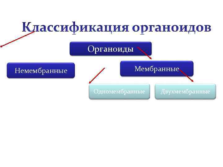 Органоиды Немембранные Мембранные Одномембранные Двухмембранные 