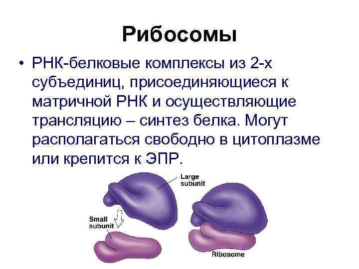 Рибосомы • РНК-белковые комплексы из 2 -х субъединиц, присоединяющиеся к матричной РНК и осуществляющие