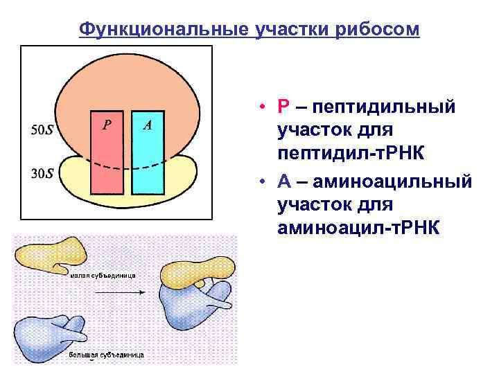 Функциональные участки рибосом • Р – пептидильный участок для пептидил-т. РНК • А –