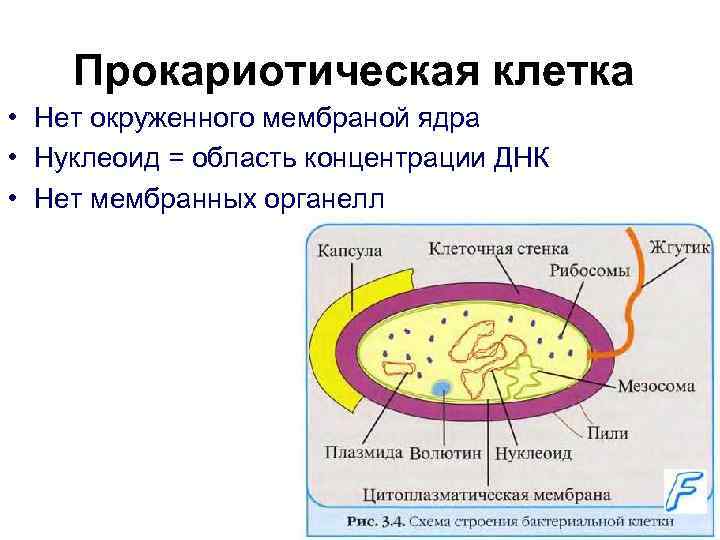 Прокариотическая клетка • Нет окруженного мембраной ядра • Нуклеоид = область концентрации ДНК •