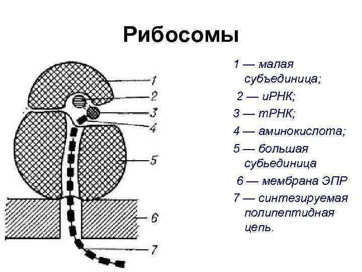 Рибосомы 1 — малая субъединица; 2 — и. РНК; 3 — т. РНК; 4