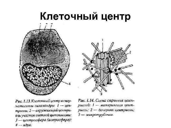 Клеточный центр 