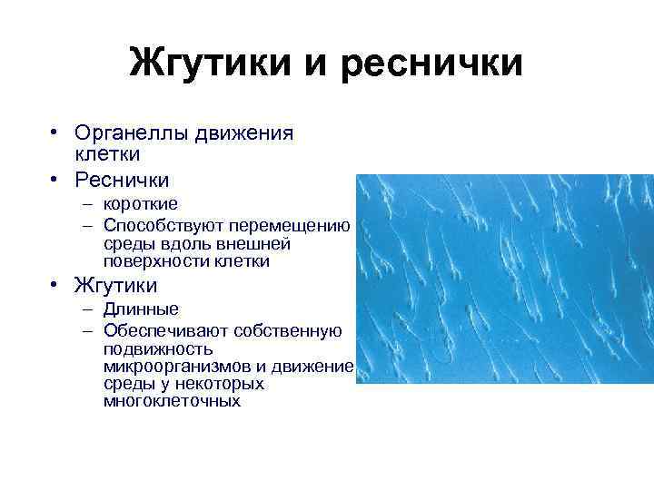 Жгутики и реснички • Органеллы движения клетки • Реснички – короткие – Способствуют перемещению