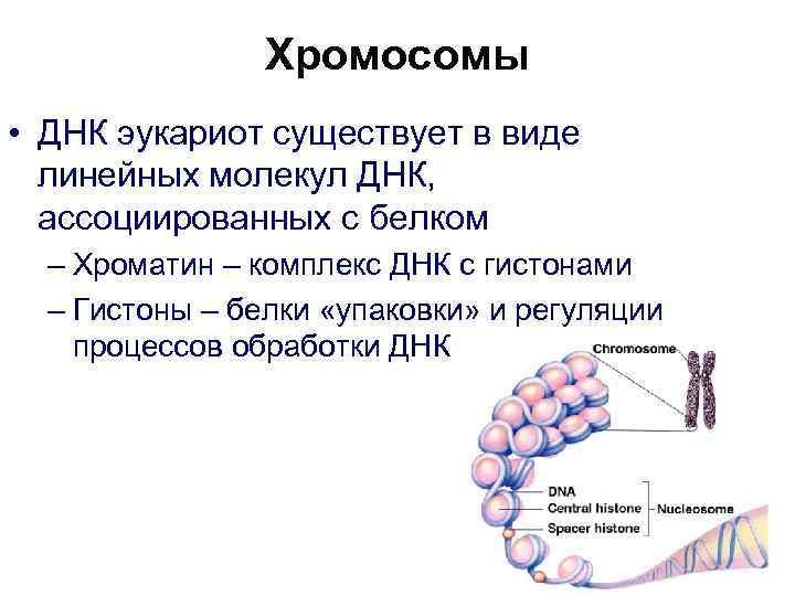 Хромосомы • ДНК эукариот существует в виде линейных молекул ДНК, ассоциированных с белком –