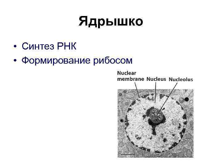 Ядрышко • Синтез РНК • Формирование рибосом 