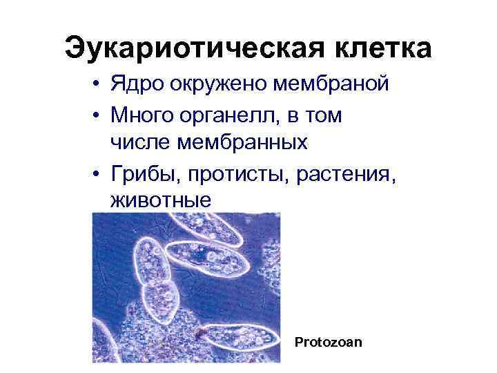 Эукариотическая клетка • Ядро окружено мембраной • Много органелл, в том числе мембранных •