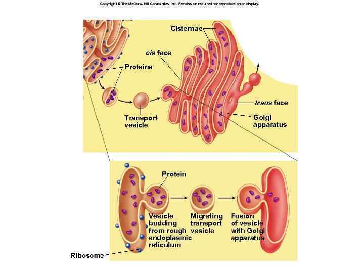 Copyright © The Mc. Graw-Hill Companies, Inc. Permission required for reproduction or display. Cisternae