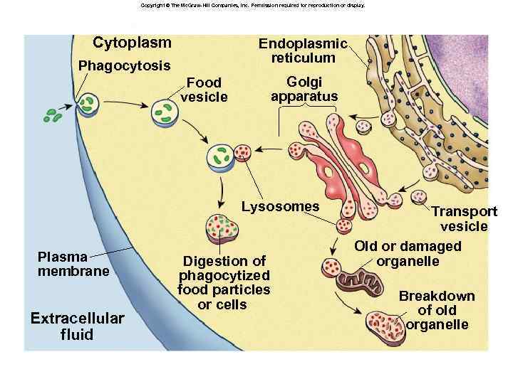 Copyright © The Mc. Graw-Hill Companies, Inc. Permission required for reproduction or display. Cytoplasm